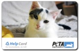 Katze