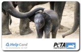 Kleiner Elefant