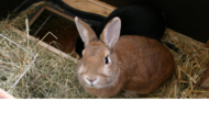 Ostern 03