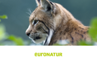 Luchs