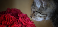 Valentinstag 09